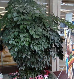 成都植物租售 為辦公空間打造一片綠色生態(tài)