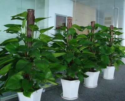 深圳石巖工業(yè)園綠植養(yǎng)護(hù)與租擺服務(wù)指南