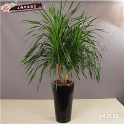 商務(wù)樓宇綠色生態(tài) 專業(yè)綠植租憑與花卉租擺養(yǎng)護(hù)服務(wù)