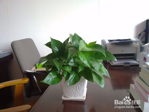 上海辦公室植物租賃價(jià)格與養(yǎng)護(hù)服務(wù)全面指南